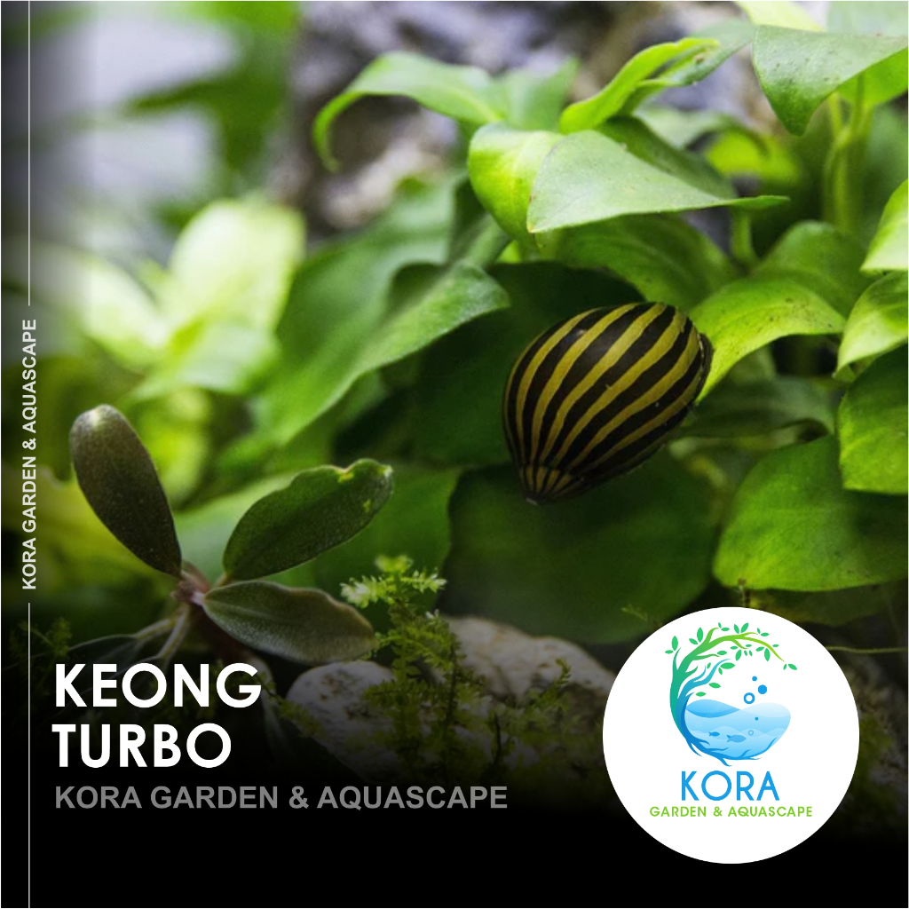Keong Turbo / Tanduk / Aquascape / Keong Aquarium / Pemakan Algae