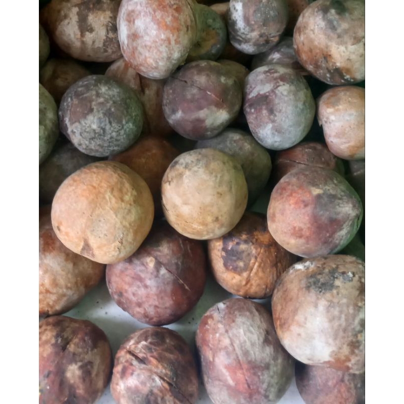 

biji alpukat isi 20 biji