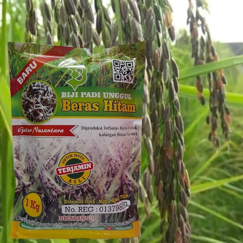 

Biji Padi Beras Hitam
