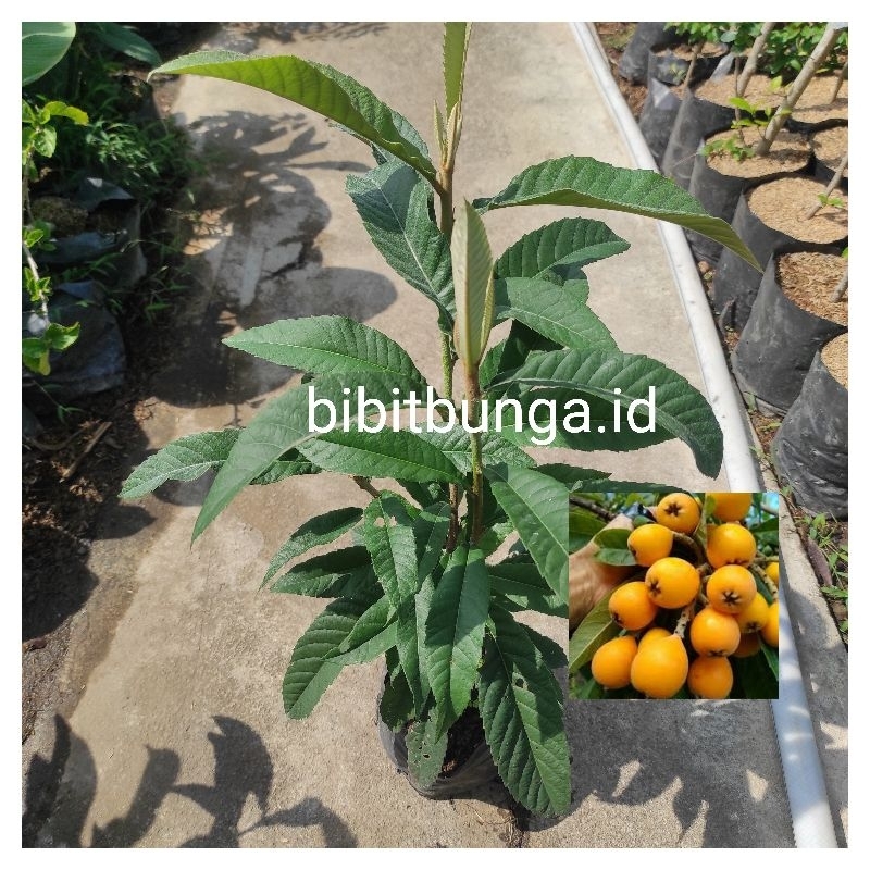 Tanaman bibit buah Leci Biwa