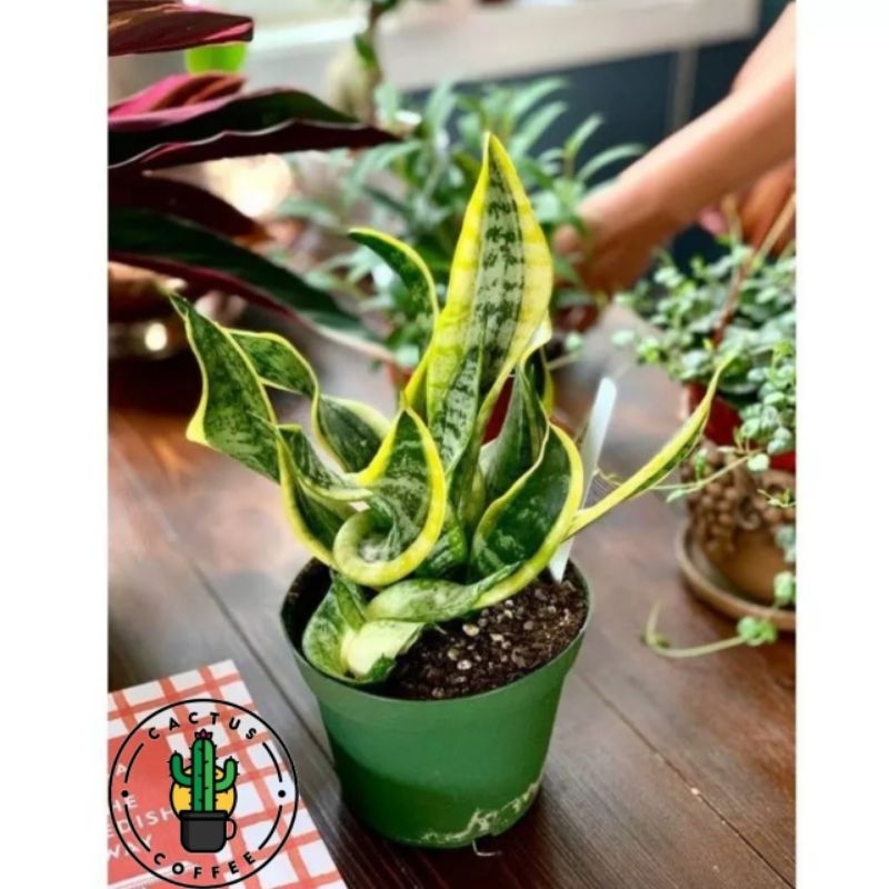 Tanaman Hias Sansivera Twister Tanaman Indoor Sansivera Twister / Bunga Hias Sansivera Twister / Sen