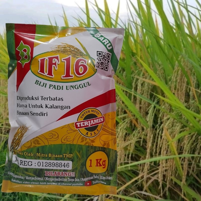 Biji Padi IF 16 Best Seller / Bibit IF 16