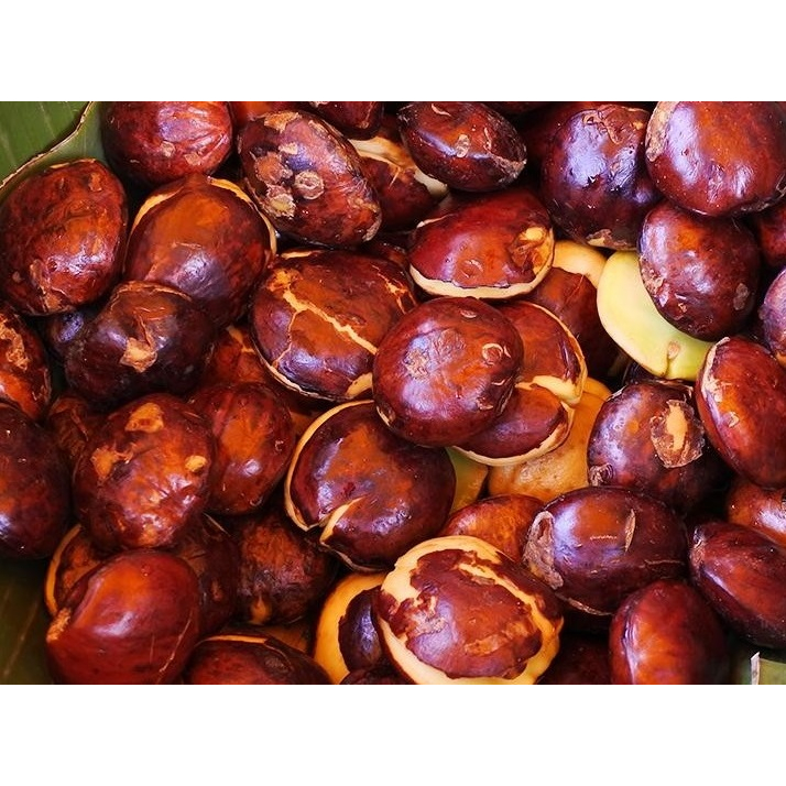 

NOB jengkol tua mentah kualitas super kemasan 250 gram