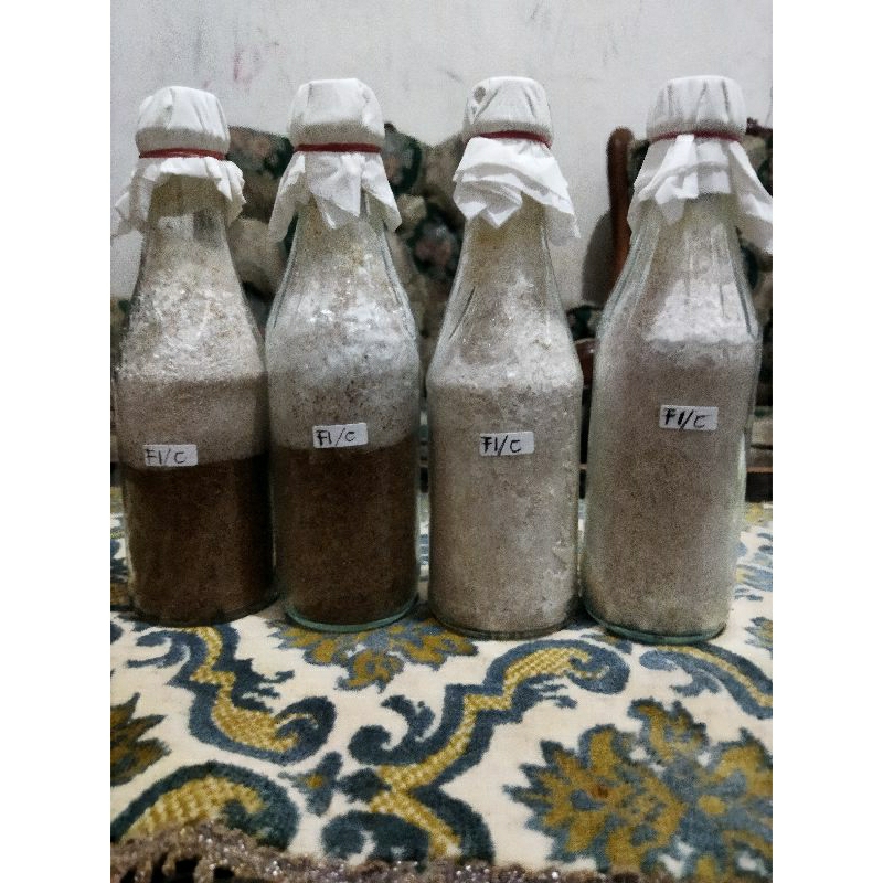 

SIAP KIRIM || Bibit Jamur Tiram Coklat F1