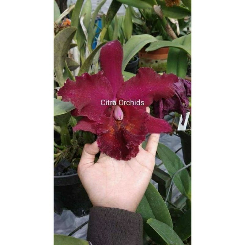anggrek pra remaja Cattleya hybrid thailand new