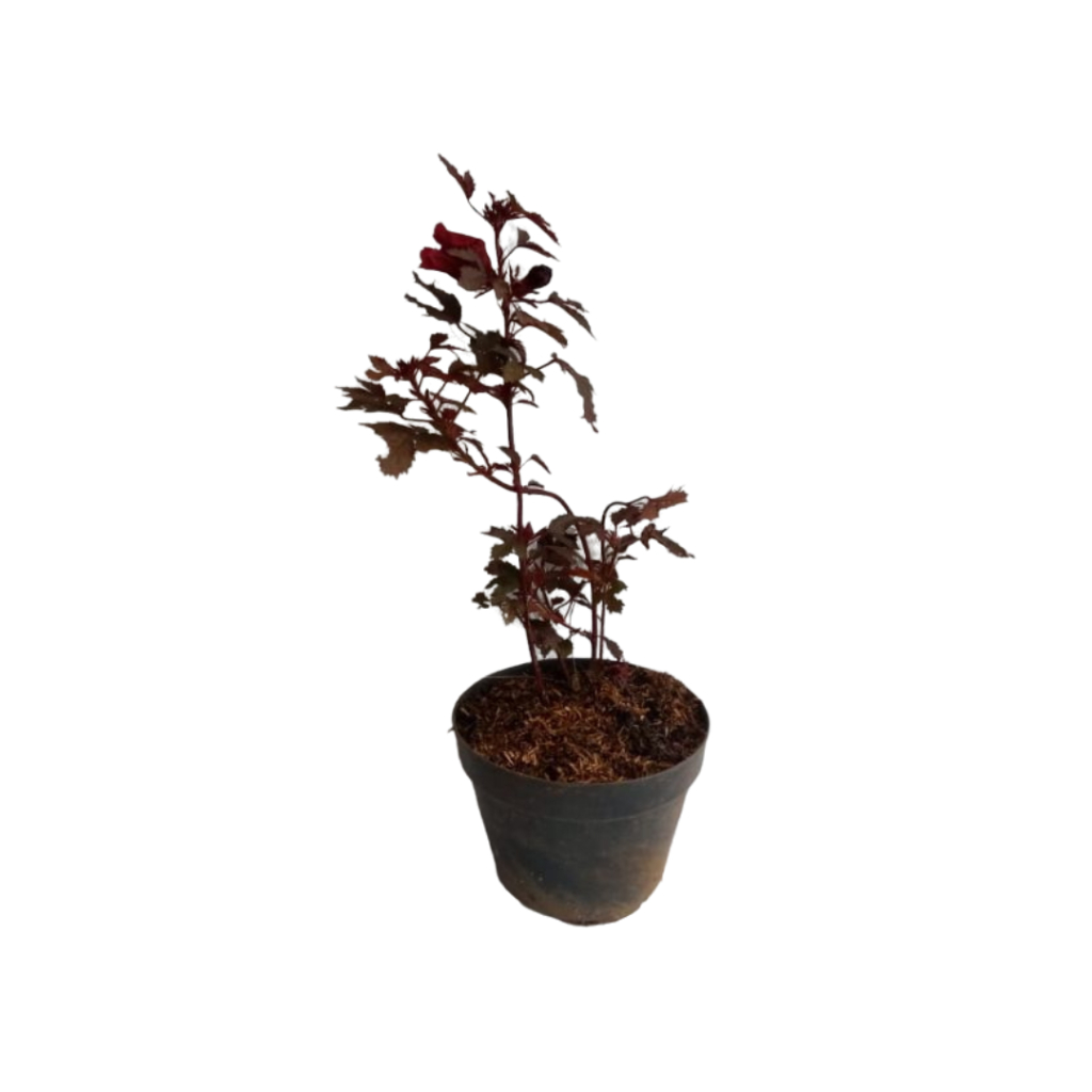 tanaman herbal  Rosella ungu