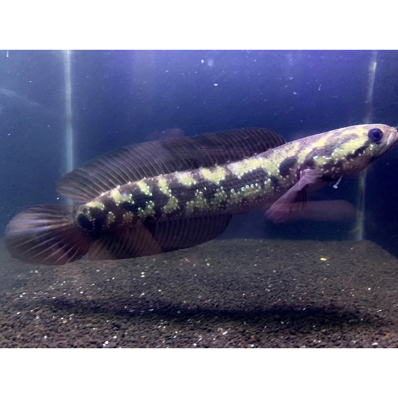 Asiatica Ws Jumbo 25cm