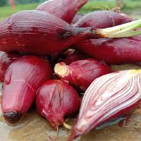 BAWANG DAYAK SEGAR 1KG