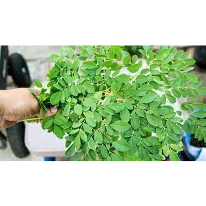 

DAUN KELOR SEGAR 250 GRAM DAUN KELOR SEGAR