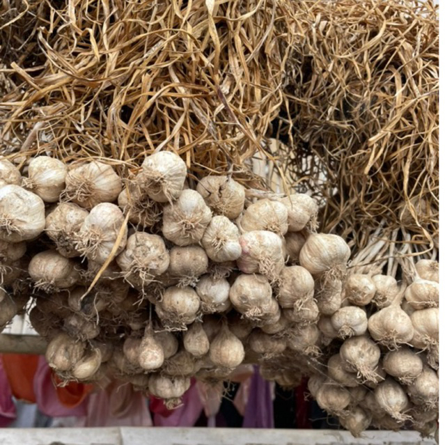 

DIARY PETANI - Bawang Putih Lokal Jawa Varietas Jawa