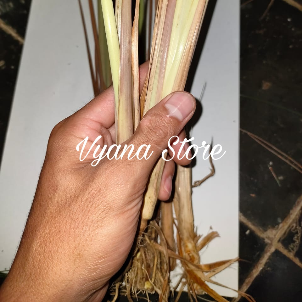 

Sereh Wangi Segar 100 gr- Sereh lanang Herbal bisa bibit