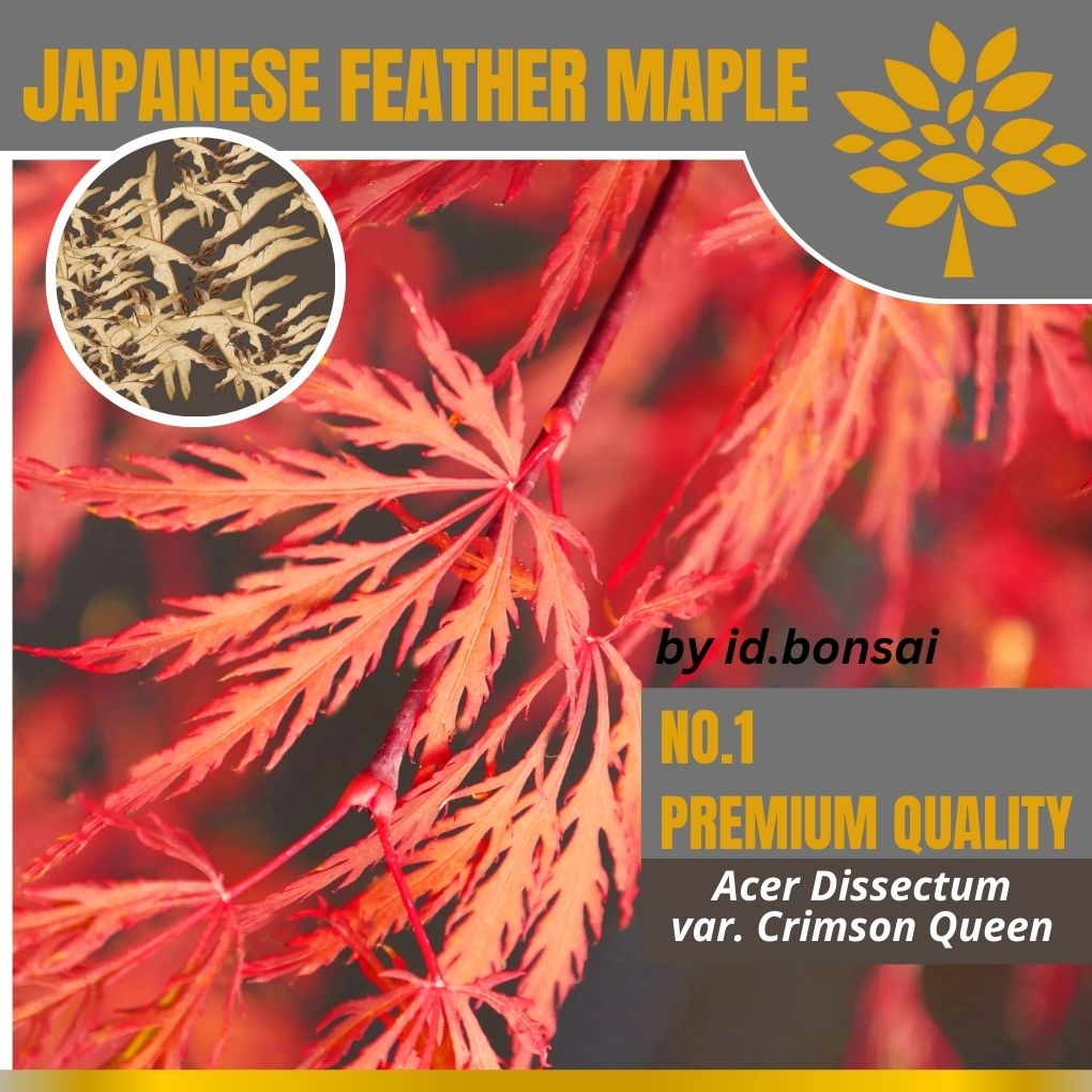Biji Bonsai Japanese Maple Dissectum var. Crimson Queen | LANGKA