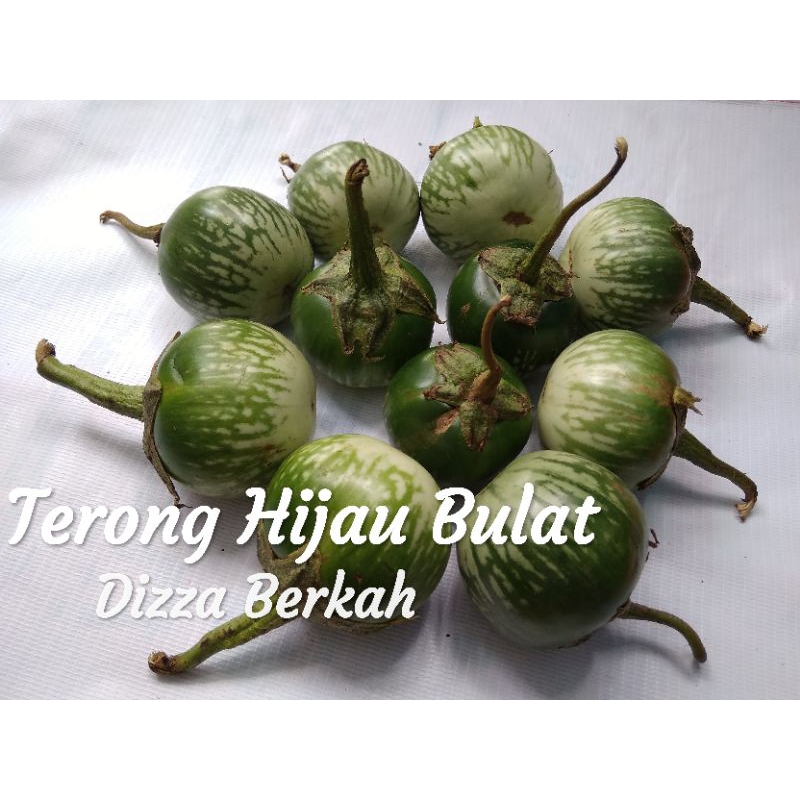 

Terong Lalap Ijo/Terong Bulat Hijau/250gr/Fresh/Bagus/Dizza Berkah