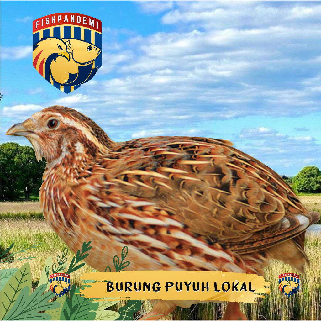 Burung Puyuh Jantan dan Betina