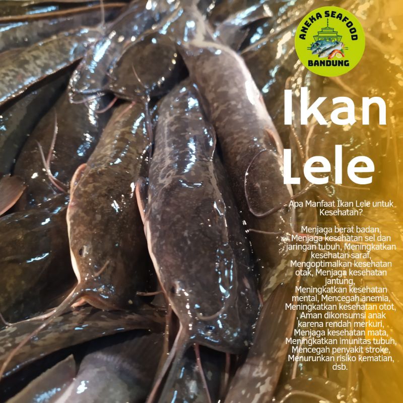 

Ikan Lele Segar 500gr