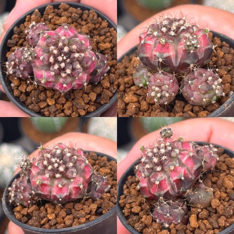 Kaktus Gymno Pinky T-lux Hybrid cluster