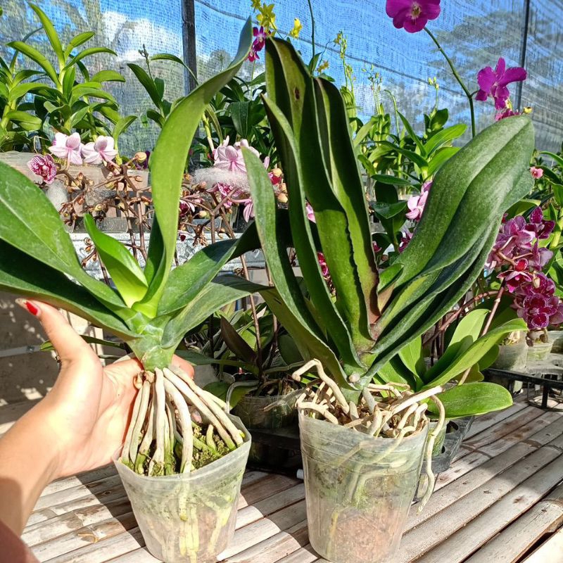 paket bundling angbul jumbo dewasa