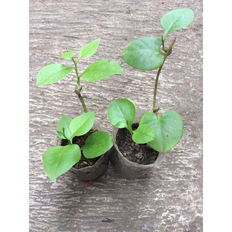 tanaman binahong daun binahong bibit binahong