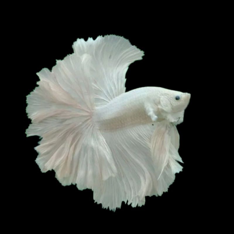 CUPANG HALFMOON HM WHITE PLATINUM