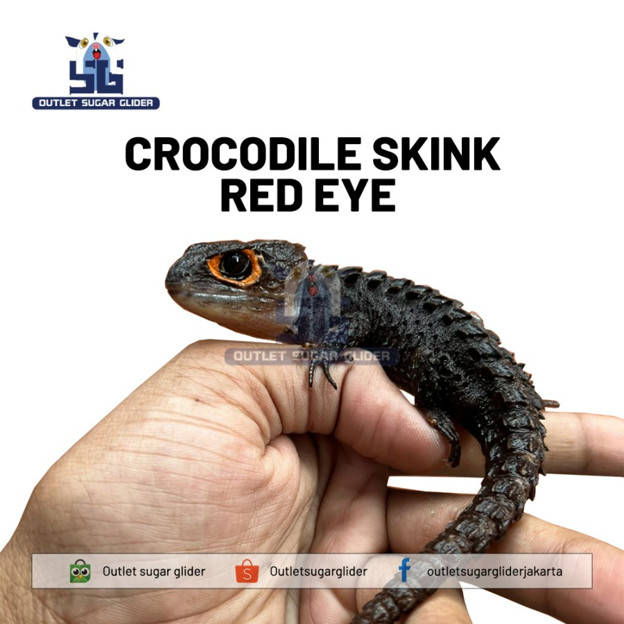CROCODILE SKINK RED EYE / KADAL DURI MATA MERAH