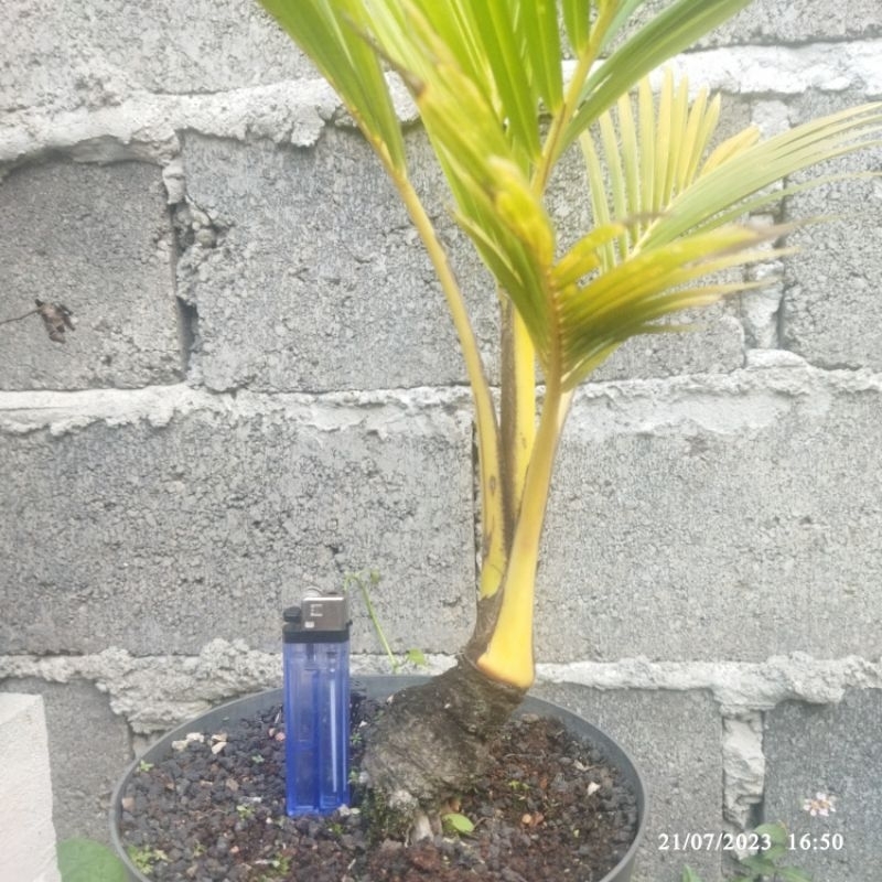 Bonsai Kelapa Gading Kuning
