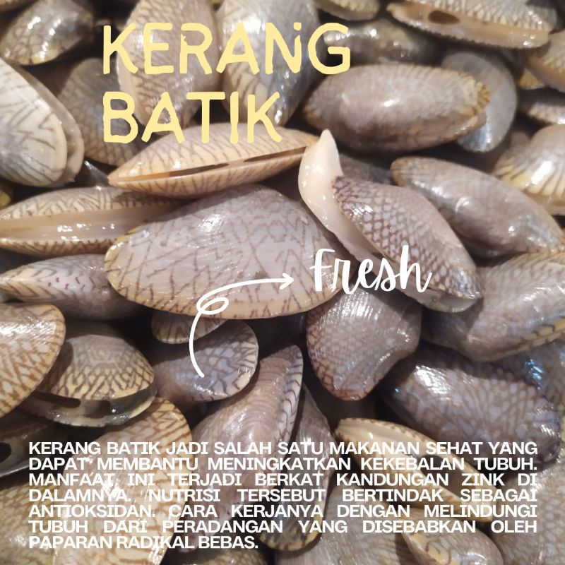 

Kerang Batik Fresh / Frozen