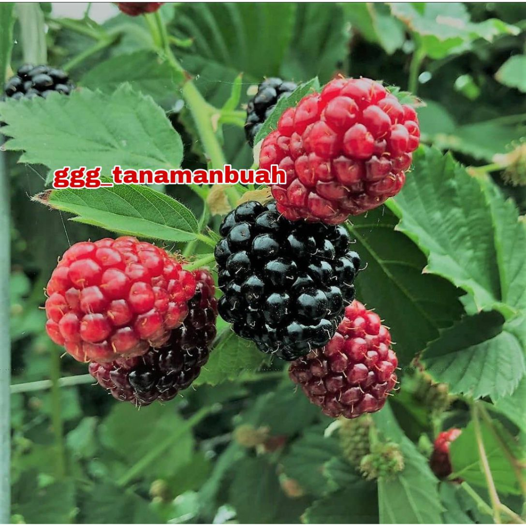 Stok Baru Bibit Blackberry Jumbo Cepat Berbuah Segar