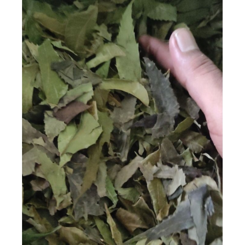 

Daun mimba kering 1kg