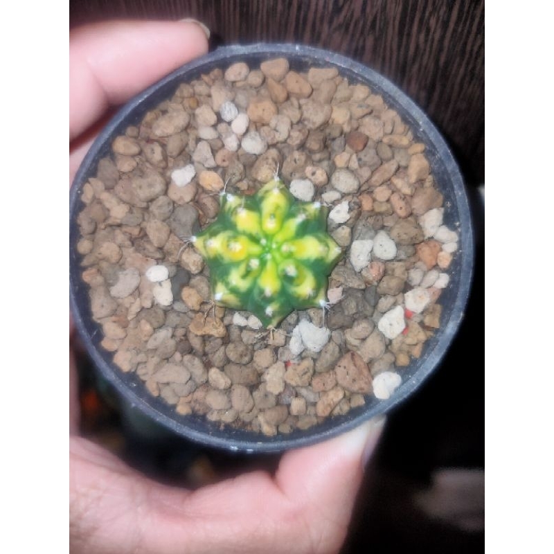 Kaktus Gymnocalycium/Gymno Hybrid Varigata