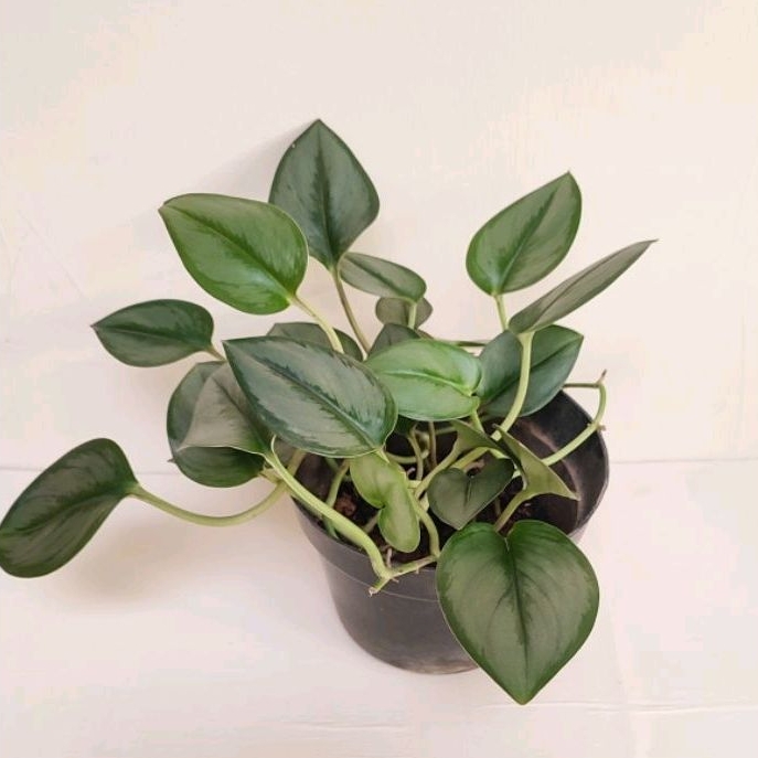 tanaman hias scindapsus moonlight tanaman gantung scindapsus treubii moonlight rimbun ukuran besar