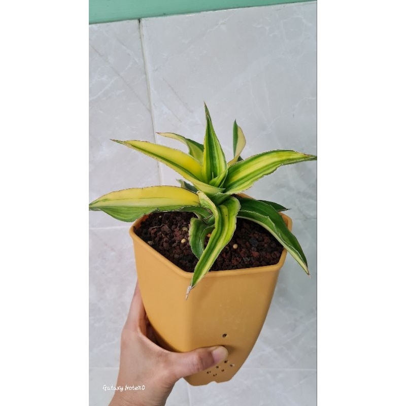 Sansevieria Arborescents Varigata