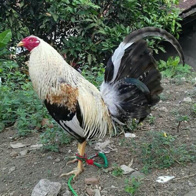 

jual telur ayam pisau ak 29 paket 4 butir
