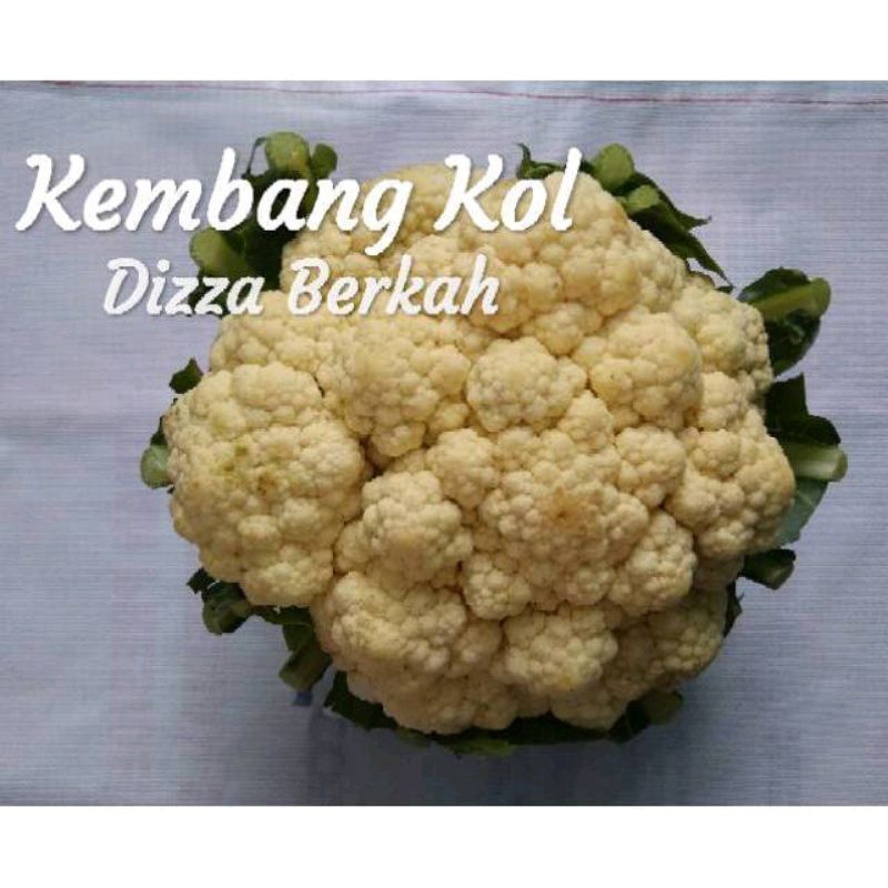 

KEMBANGKOL/KEMBANG KOL/500gr/Dizza Berkah