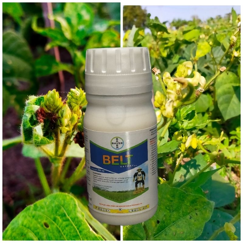 Insektisida Belt expert 250 ml