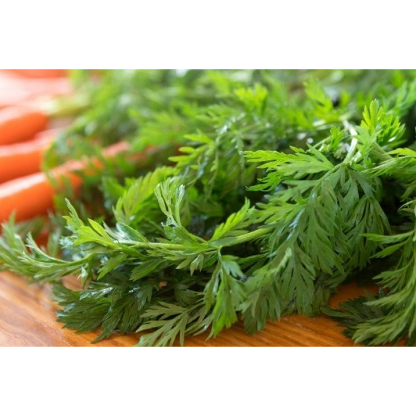 

Daun Kenikir Segar Baru Petik Perikat