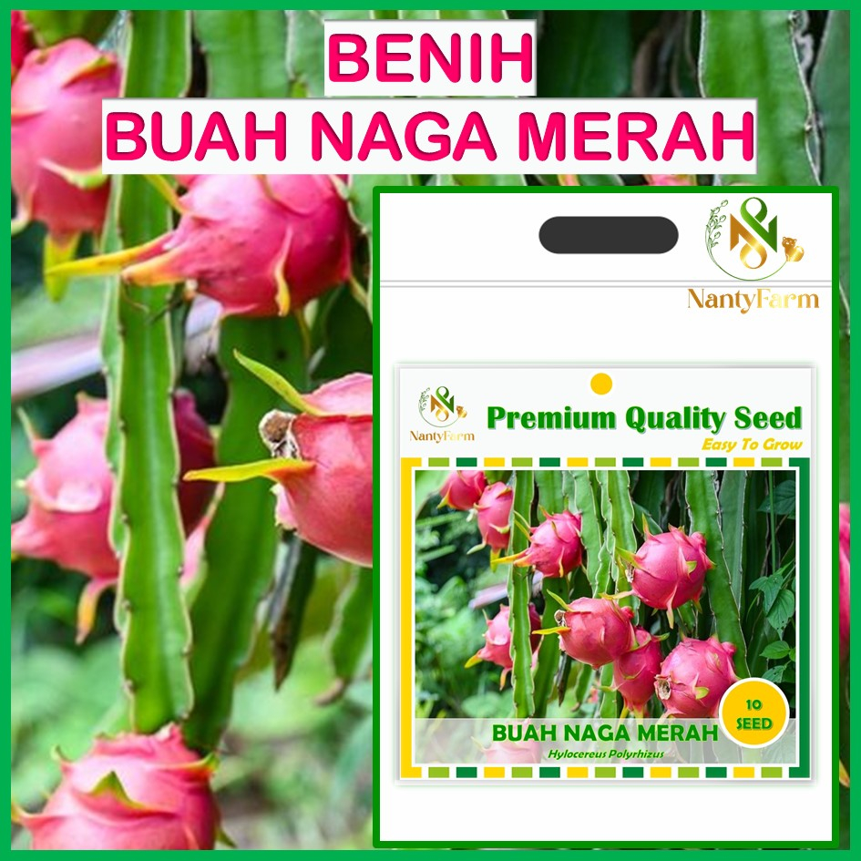 Benih Biji Buah Naga Merah 10 Biji
