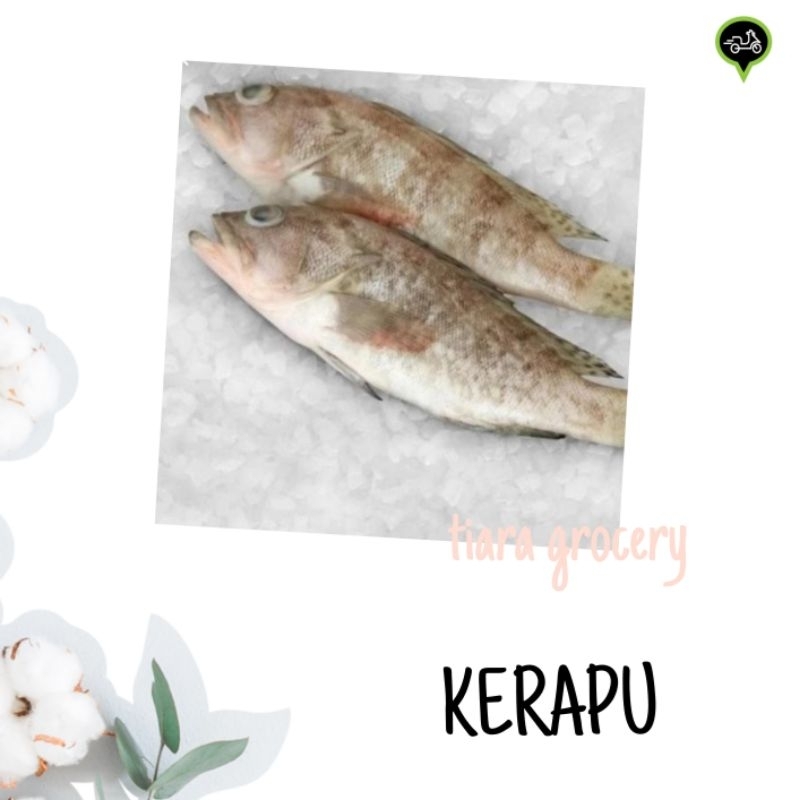 

Ikan kerapu fresh