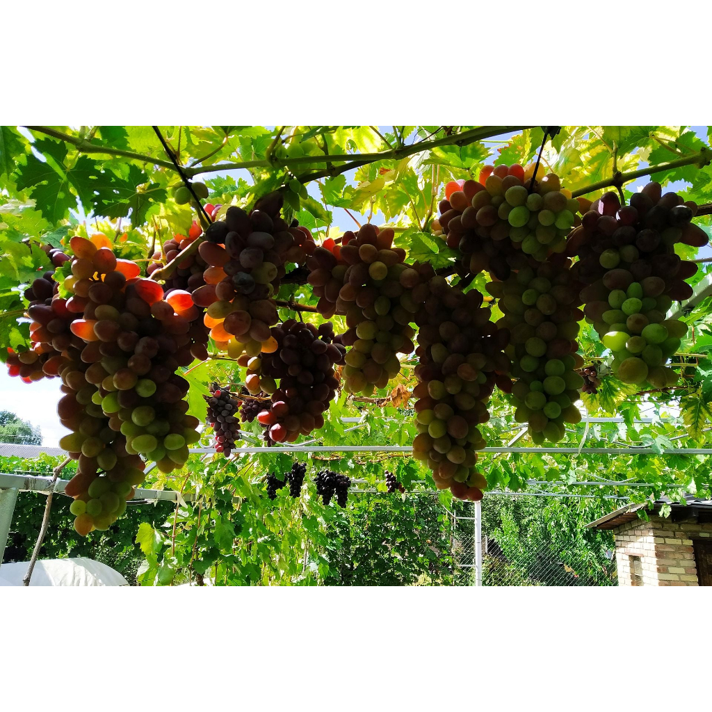 Promo Bibit Tanaman Buah Anggur Import Jenis Jupiter Super Unggulan dan Siap Tanam