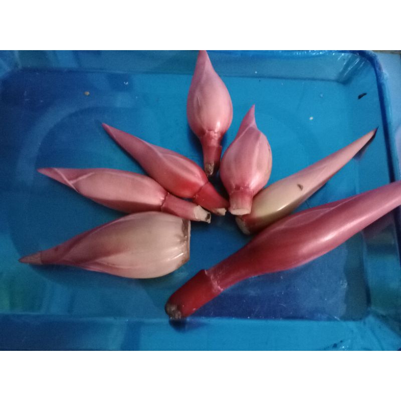 

Kincung / Kecombrang / Honje 250 gram