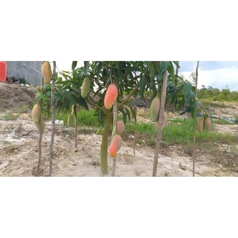 entres mangga mahacanok