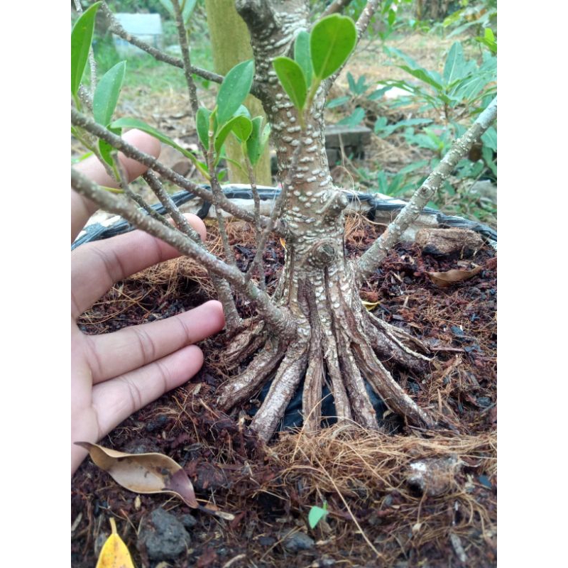 bahan bonsai kimeng pecah batang