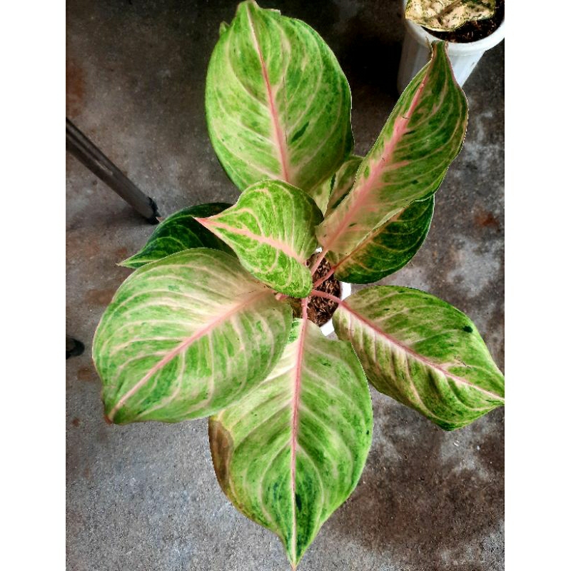 Aglonema Susan Jumbo