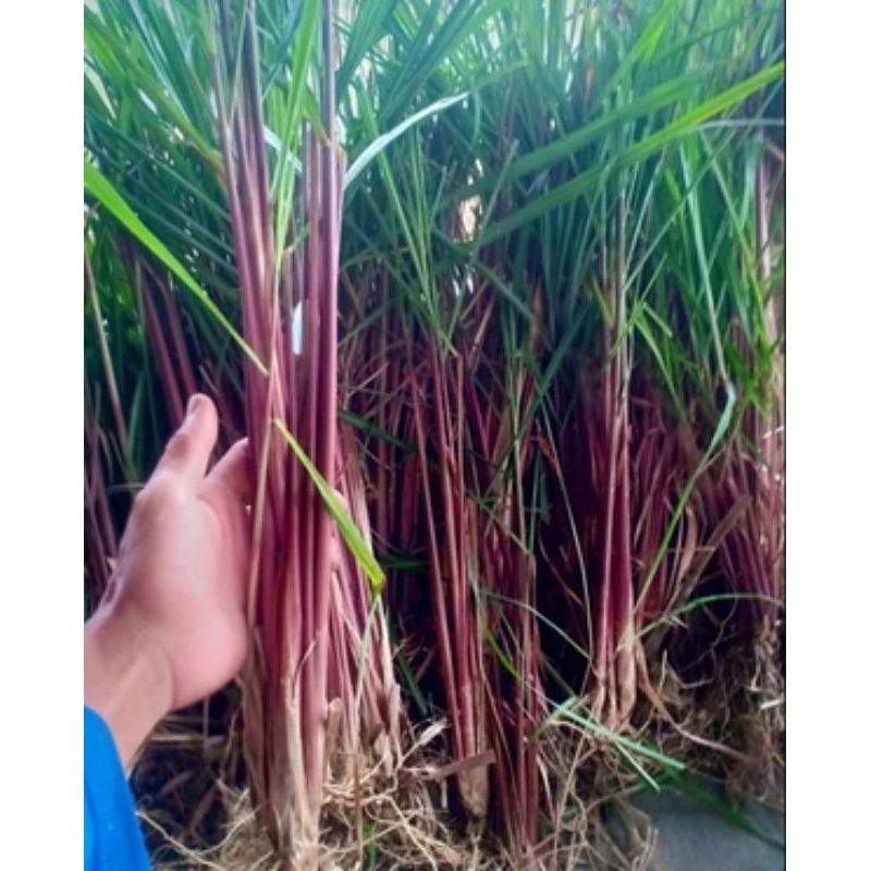 

100 gram Serai merah / serai wangi fresh