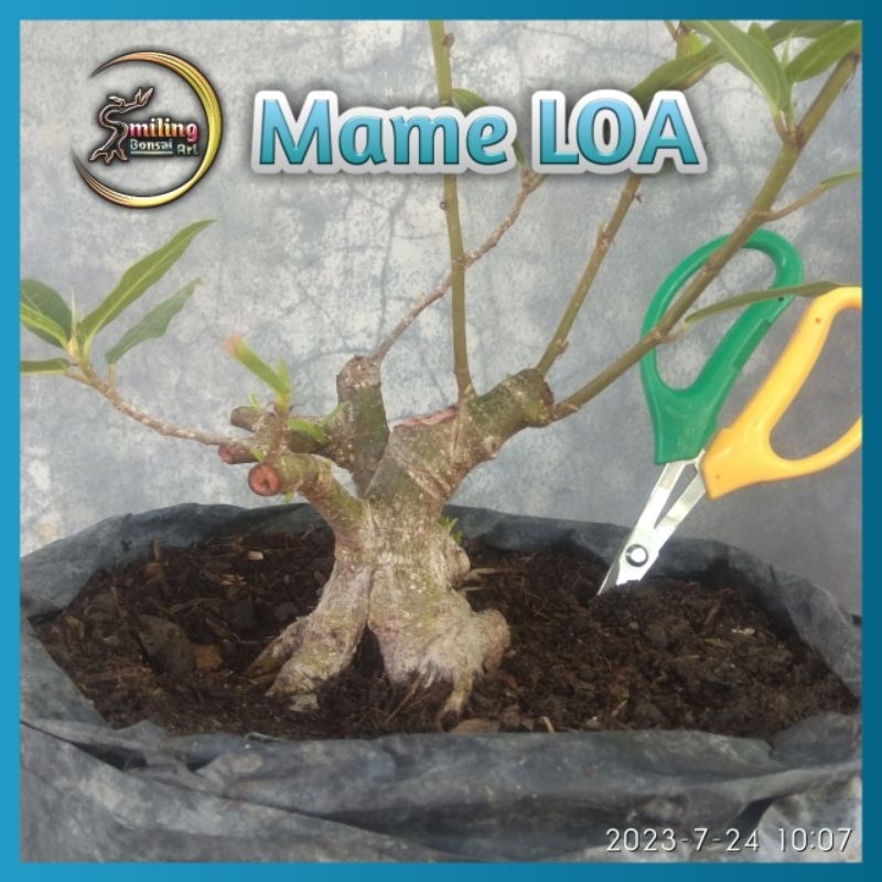 Bonsai Mame beringin LOA realpict