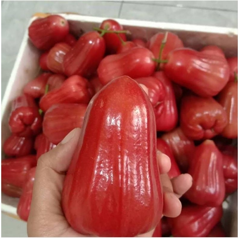 

JAMBU CITRA MANTAP