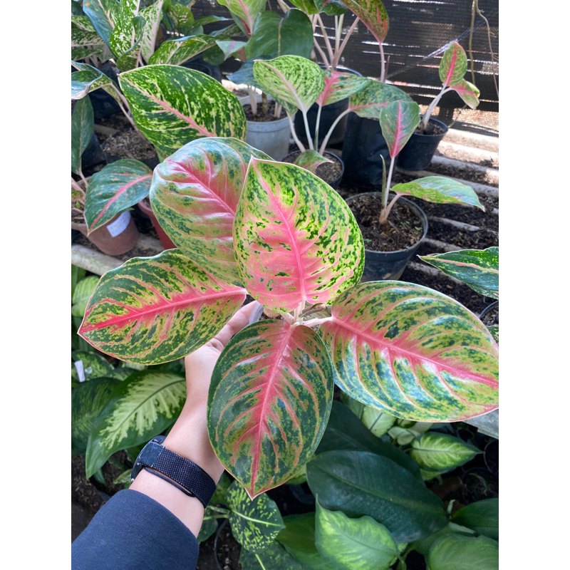 Tanaman Hias Aglonema Big Papa - Aglonema Big Papa