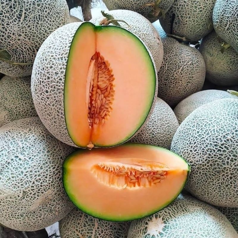 

melon orange | rock melon | melon kuning | melon manis