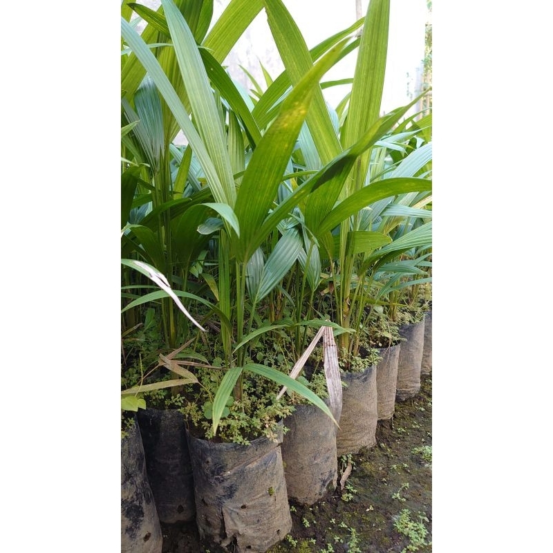 palem kuning berbagai ukuran