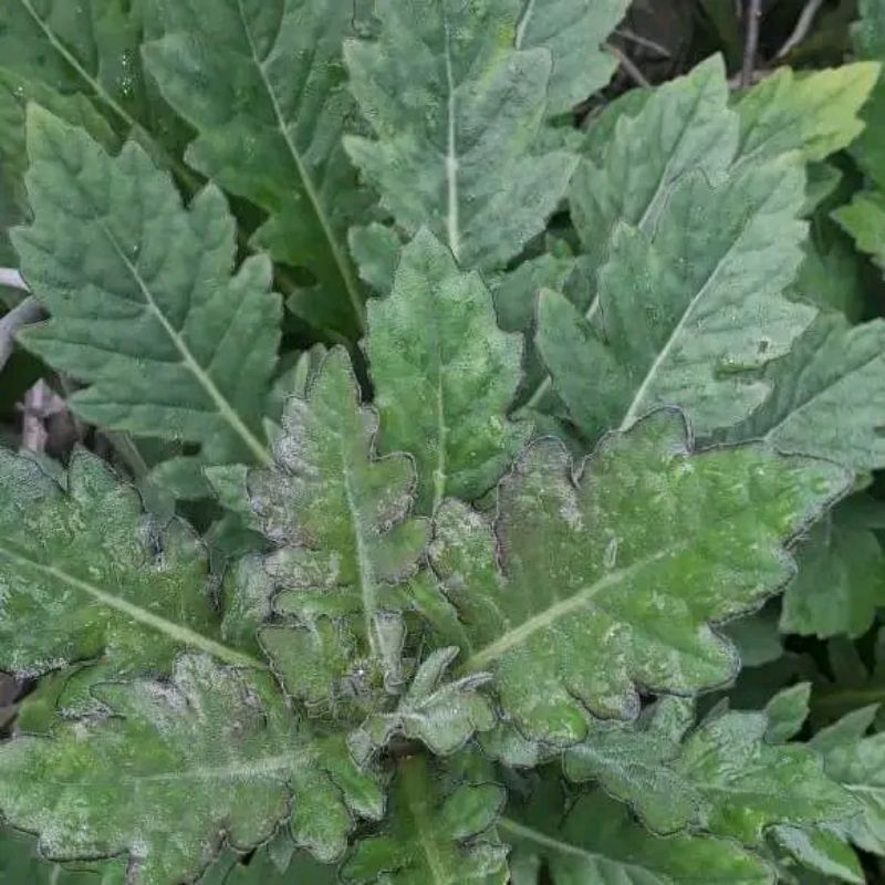 

⭐⭐⭐⭐⭐ daun dewa segar 1 kg