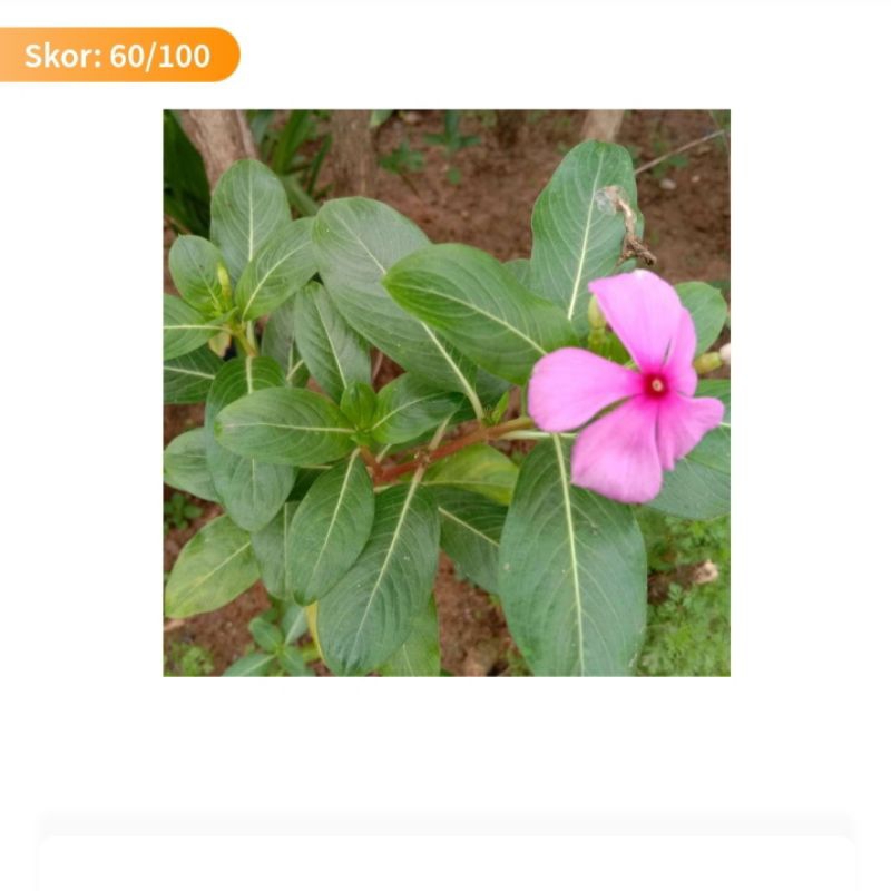 

Daun tapak dara segar herbal 100 gr